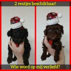 (2) Rasechte Toy Poedels ter reservering! ♂♂ 2 januari 2025, Dieren en Toebehoren, Honden | Chihuahua's en Gezelschapshonden, Poedel