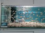 Aulonocara Turkis Malawi Cichliden, Vis, Zoetwatervis
