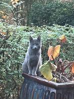 Twee jonge buitenkatten – geboren 10 april, Dieren en Toebehoren, Katten en Kittens | Overige Katten, Geslacht onbekend, Kortharig