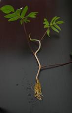 Stek Philodendron pedatum, Ophalen