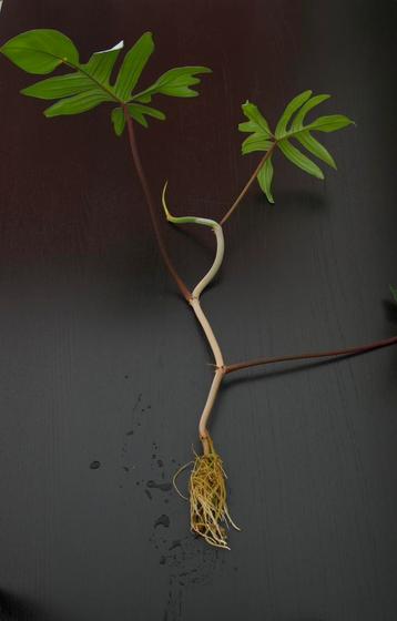 Stek Philodendron pedatum beschikbaar voor biedingen