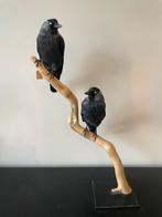 Opgezette kauwen op mooi stuk drijfhout - taxidermie, Verzamelen, Dierenverzamelingen, Ophalen of Verzenden, Zo goed als nieuw