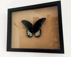 Vlinder in lijst, Ophalen of Verzenden, Nieuw, Insect, Opgezet dier