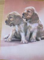 twee cocker spaniel puppies op ansichtkaart, Gelopen, 1960 tot 1980, Verzenden, Hond of Kat