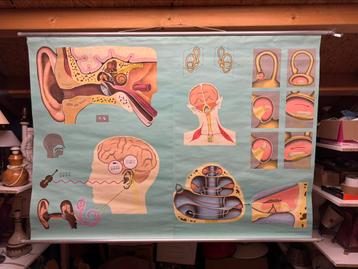 Vintage schoolkaart Oor & Gehoor – Hagemann 1978 beschikbaar voor biedingen