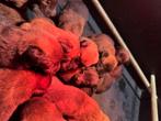 Mechelse herder pups NVBK stamboom, Dieren en Toebehoren, Honden | Herdershonden en Veedrijvers, België, Particulier, Rabiës (hondsdolheid)