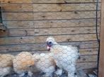 Zijdehoender kriel haantje, Dieren en Toebehoren, Pluimvee, Mannelijk, Kip