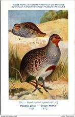 Grijze Patrijs – Nº331 – Antique Belgian Museum History, Verzamelen, Ansichtkaarten | Dieren, Verzenden, Ongelopen, Vogel