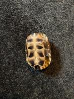 Mooi schildpad schild, Verzenden, Nieuw, Reptiel of Amfibie, Schedel