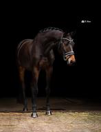 Top getalenteerd dressuurpaard Total US x Sandreo, Merrie, Gechipt, M, Dressuurpaard