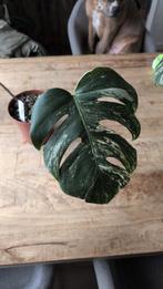 Monstera variegata stek, Huis en Inrichting, Kamerplanten, Overige soorten, In pot, Minder dan 100 cm, Groene kamerplant