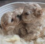 Lieve puppys pomapoo, Overige rassen, 8 tot 15 weken, Parvo, Meerdere