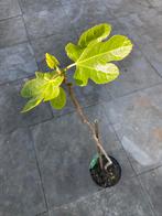 Vijgenboom, vijgen plant, fruit, voedselbos, Ophalen of Verzenden, Vijgenboom