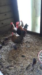 T.K. 1 haantje en 3 hennetjes Drentse kriel patrijs, Meerdere dieren, Kip