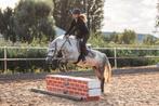 C pony met springtalent!, Springpony, 7 tot 10 jaar, Merrie, Gechipt