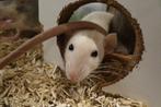 Erg tamme ratten., Meerdere dieren, Rat, Na 1 juli 2024, Tam