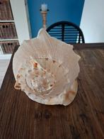 Grote schelp schelpen, Huis en Inrichting, Ophalen of Verzenden, Rechthoekig