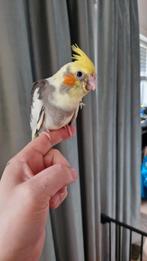 Handtamme lieve baby valkparkiet, Dieren en Toebehoren, Vogels | Parkieten en Papegaaien, Geslacht onbekend, Parkiet, Tam