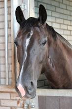 Riantora 5-jarige merrie | dressuurgefokt | veel potentie, Merrie, Met stamboom, Dressuurpaard, 3 tot 6 jaar