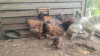 Ras en kleurzuivere Poselein Brahma hennen, Dieren en Toebehoren, Vrouwelijk, Kip