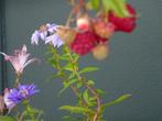 biologische planten en boompjes vandaag uitverkoop 26-10, Overige soorten, Lente, Minder dan 100 cm, Ophalen