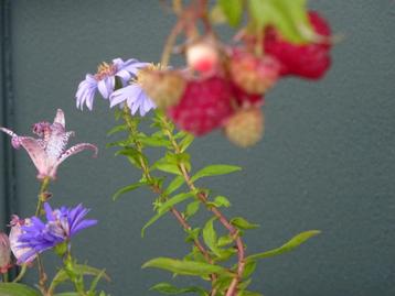 biologische planten en boompjes vandaag uitverkoop 26-10 beschikbaar voor biedingen