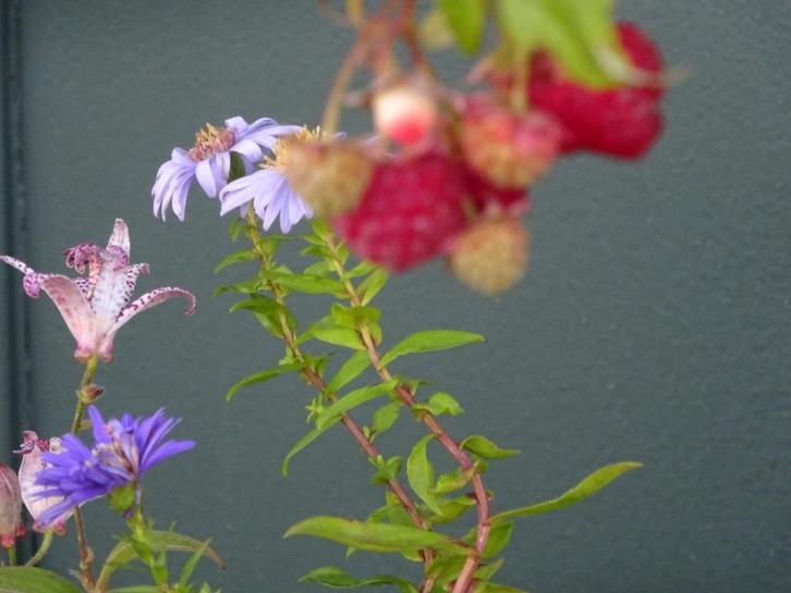 biologische planten en boompjes vandaag uitverkoop 26-10, Tuin en Terras, Planten | Bomen, Overige soorten, Minder dan 100 cm