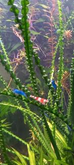 Jonge mooie Garnalen Crystal red., Ophalen, Nieuw, Gevuld zoetwateraquarium