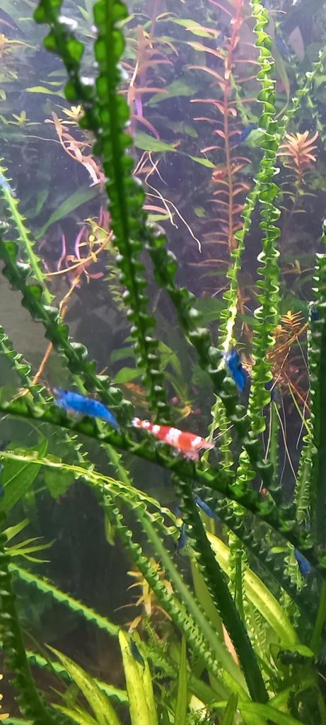 Jonge mooie Garnalen Crystal red., Dieren en Toebehoren, Vissen | Aquaria en Toebehoren, Nieuw, Gevuld zoetwateraquarium, Ophalen