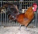 Gezocht friese hoen goudpel haan, Dieren en Toebehoren, Pluimvee, Mannelijk, Kip