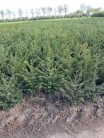 Taxus baccata verschillende maten, Ophalen, Taxus, Haag, Minder dan 100 cm