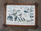 oude ingelijste shoolplaat met zeevogels, Ophalen of Verzenden, Natuur en Biologie