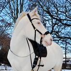 Knappe allround andalusier ruin (Perlino) – 6 Jaar – 1.62, Dieren en Toebehoren, Paarden, B, Ruin, 3 tot 6 jaar, Gechipt
