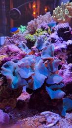 Inhoud zeeaquarium, Overige typen