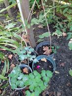 Blauwe regen planten, Tuin en Terras, Planten | Tuinplanten, Ophalen, Overige soorten, Volle zon