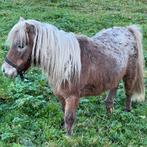 Drie Shetlandpony’s te koop,, Merrie, A pony (tot 1.17m), 0 tot 2 jaar
