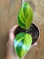 Strelitzia nicolai variegata plant aurea yellow lemon lime, Ophalen of Verzenden, Overige soorten, Minder dan 100 cm