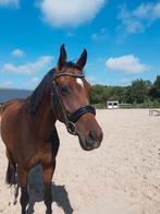 6 jarige merrie Contendro x Silverstone, Dieren en Toebehoren, Paarden, Merrie, Springpaard, B, Gechipt