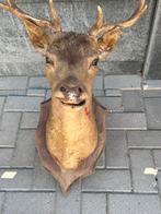 Dam hert ree edel hert taxidermie opgezet, Ophalen of Verzenden, Gebruikt