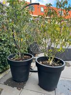 Bloempot 2x prunus laurierkers, Tuin en Terras, Planten | Bomen, Ophalen, Volle zon, Overige soorten, Minder dan 100 cm