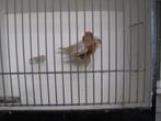 koppel oranjeborst zwartborst isabel bruin zebravinken, Dieren en Toebehoren, Vogels | Overige Vogels, Meerdere dieren