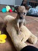 Super lieve kruising Kooiker/Markiesje pup!, Nederland, Overige rassen, 8 tot 15 weken, CDV (hondenziekte)