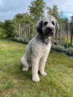 Binnenkort verwacht double Doodle x Australian Doodle, Dieren en Toebehoren, Honden | Niet-rashonden, Rabiës (hondsdolheid), 8 tot 15 weken