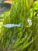 2 mannetjes guppy’s, Dieren en Toebehoren, Vissen | Aquariumvissen, Vis