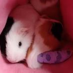 Baby Cavias, Dieren en Toebehoren, Knaagdieren, Cavia, Meerdere dieren, Tam, Oktober