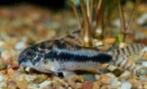 Corydora habrosus - Koidream Valburg, Dieren en Toebehoren, Vissen | Aquariumvissen, Vis, Zoetwatervis