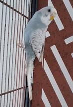 Jonge grasparkiet, Dieren en Toebehoren, Vogels | Parkieten en Papegaaien, Mannelijk, Parkiet