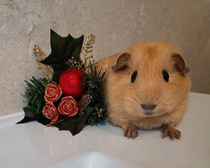 Leuk jong cavia zeugje, Dieren en Toebehoren, Knaagdieren, Vrouwelijk, Cavia, Oktober