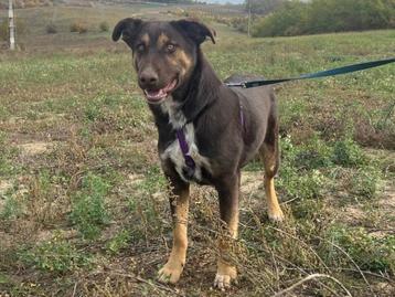 Marlo, een vrolijke sociale hond, opzoek naar een baasje beschikbaar voor biedingen