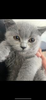 Prachtige brits korthaar kittens, Dieren en Toebehoren, Katten en Kittens | Raskatten | Korthaar, Kater, Ontwormd, 0 tot 2 jaar